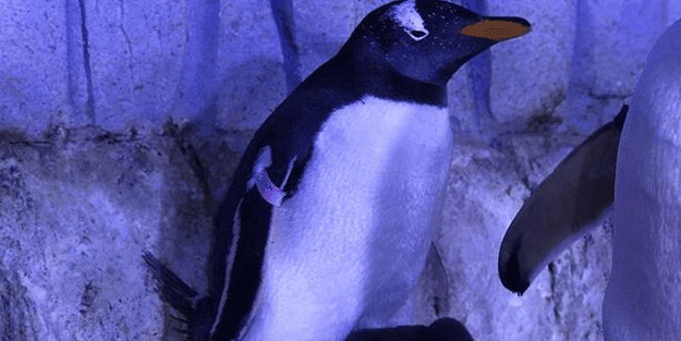 Penguen şaşırttı! Yanlışlıkla 3 bin km bakın hangi ülkeye gitti