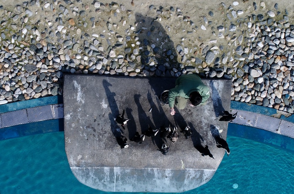 Penguenler yumurtlamaya başladı 