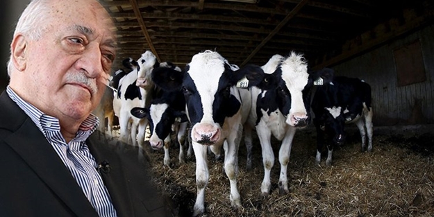 Pensilvanya şarlatanının şarbon oyunu!