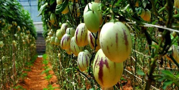 Pepinoyu denediniz mi?