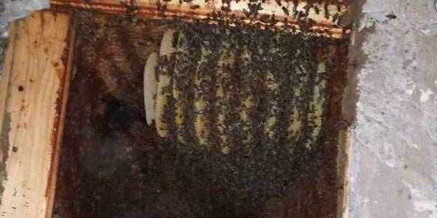 Peribacalarında 'kaya balı' üretimi