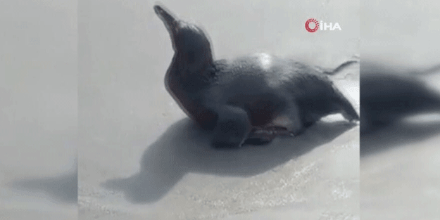 Peru acil eylem planına geçti! Ülkenin kıyıları petrol sızıntısı sonucu siyaha büründü