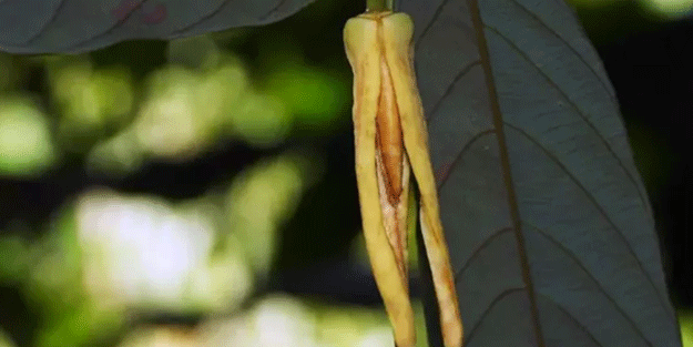 Peşinen söyleyelim biber değil! Fotoğrafa bakınca ne görüyorsunuz?