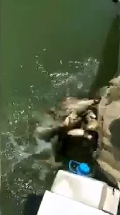 Pet şişeyi gören jandarma, torbalarla saklanan balıkları kurtardı 