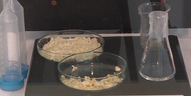 Petrol kirliliğini 'yerli' bakterilerle temizleyecekler