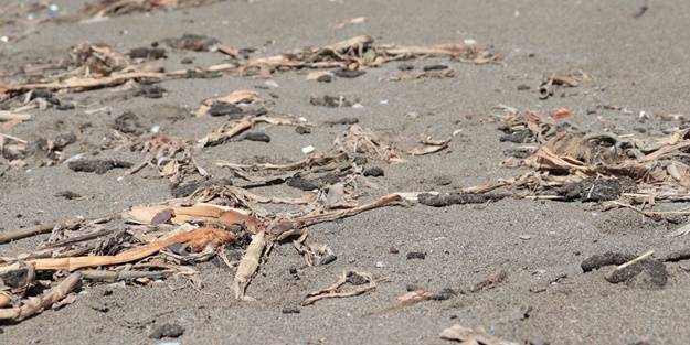 Petrol sızıntısı kirliliğe neden olmuştu! İmha ediliyor