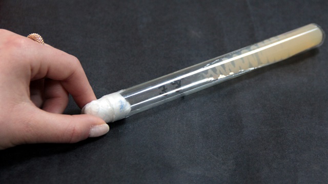 Petrol tüketen bakteri bulundu