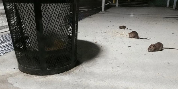 Petrol zengini ABD'nin New York kentini fareler bastı! Devlet: 170 bin dolar maaş verilecek!