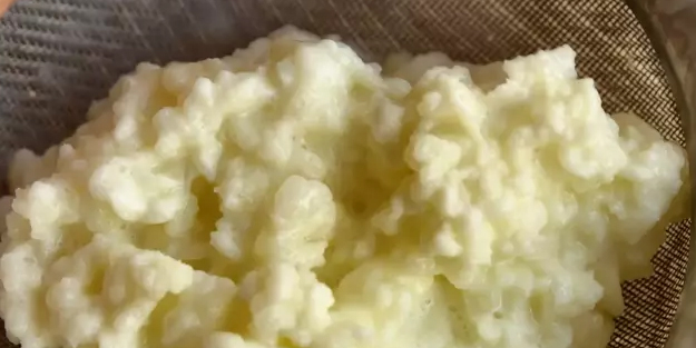 'Peygamber Danesi' olarak biliniyor! Tüketenler çok uzun yaşıyor: Probiyotik için inanılmaz faydalar sağlıyor