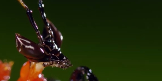 Peygamber devesi ve örümceğin karşılaşması