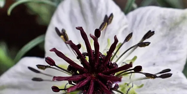 Peygamber Efendimiz Hz. Muhammed (s.a.v)'in övgüyle bahsettiği tek ot!