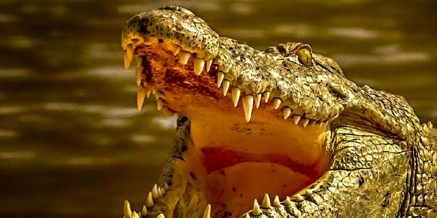 Peygamber olduğunu iddia etmişti... Vaftiz sırasında timsahlar tarafından parçalandı