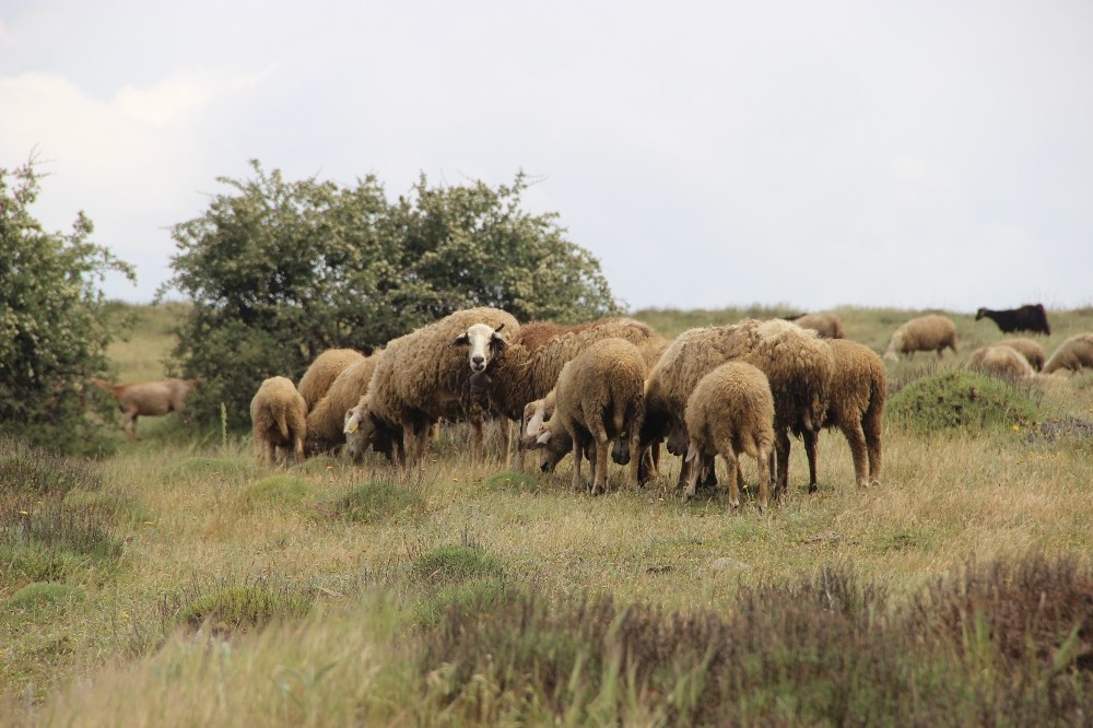 Peynir ve sütte ’brusella’ tehlikesi 