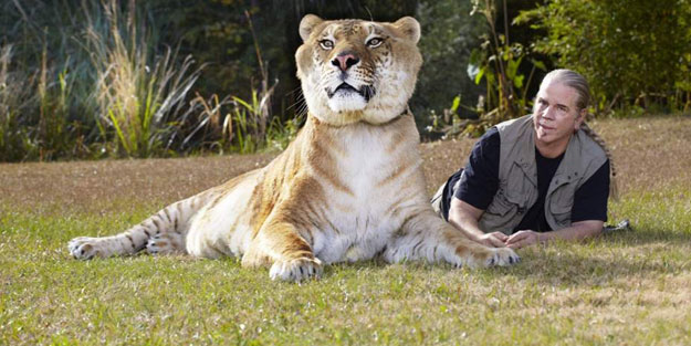 Photosop değil gerçek! Böyle kedi görülmedi