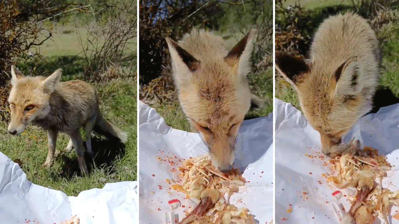Pikniğin davetsiz misafiri tilki, ikram edilen tavukları ağzına doldurup gitti