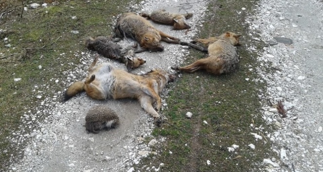 Piknik alanında hayvan katliamı