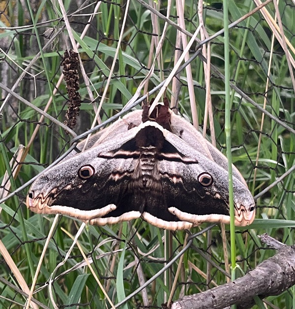 Piknik yapmak için gittiler gözlerine inanamadılar!