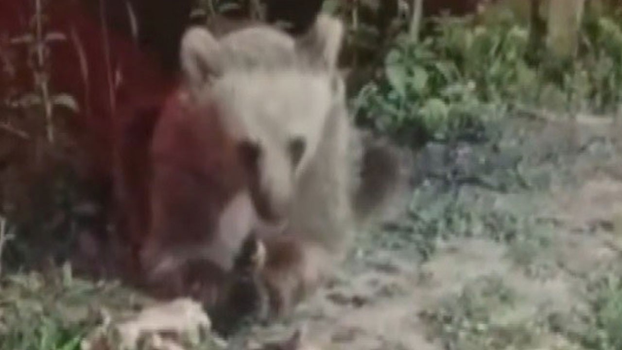 Piknikçilerin artıklarıyla karnını böyle doyurdu!