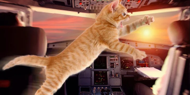 Pilot havada neye uğradığını şaşırdı! Kedi saldırısı acil iniş yaptırdı