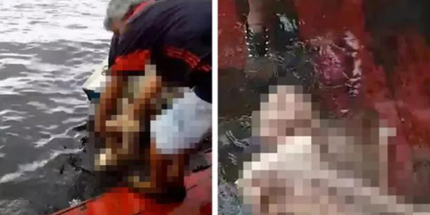 Pirana dolu nehre düştü, saatler sonra sadece kemikleri çıkarılabildi!