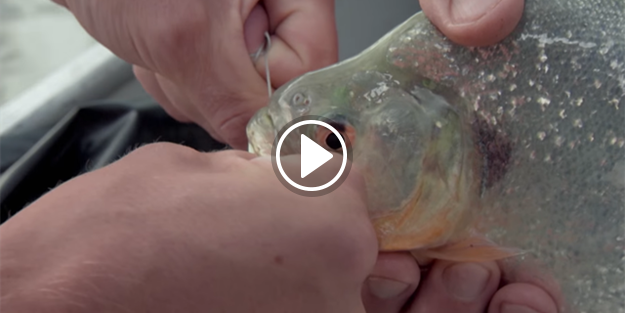 Pirana 'paslanmaz çelikli' ipi koparabilir mi?