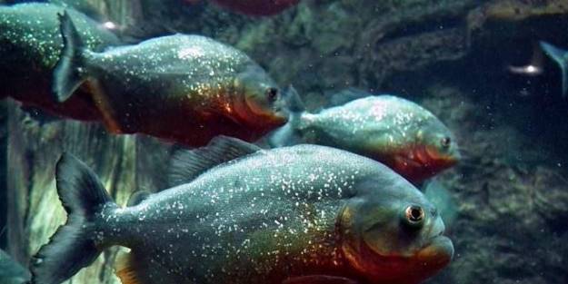 Piranalar bir haftada 4 kişiyi yedi!