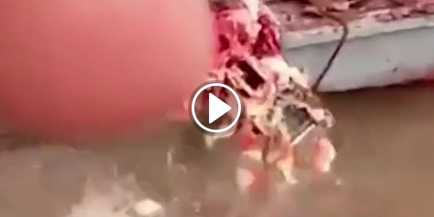 Piranalar saniyeler içinde paramparça etti!