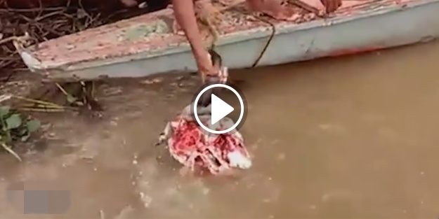 Piranalara bufalo kafası verilirse