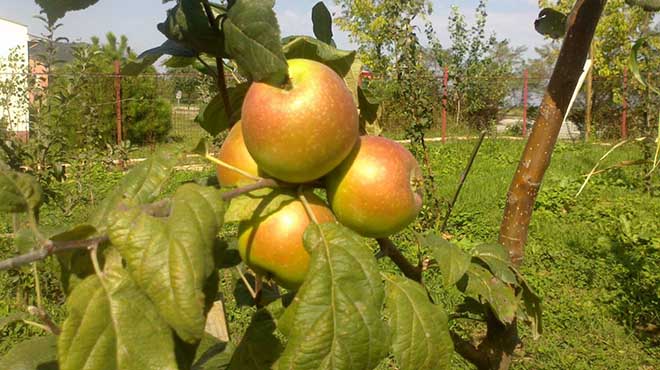 Piraziz elması tescillendi