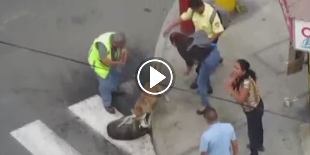 Pitbull dehşeti: Ne yaptılarsa bıraktıramadılar