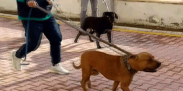 Pitbull dehşetinde flaş gelişme
