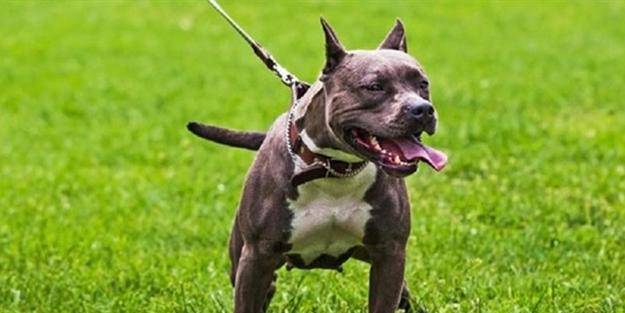 'Pitbull karakterli' erkekler eşlerini öldürüyor