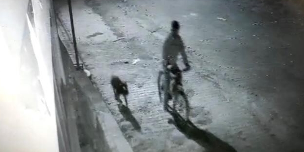 Pitbull köpek ile hırsızlık