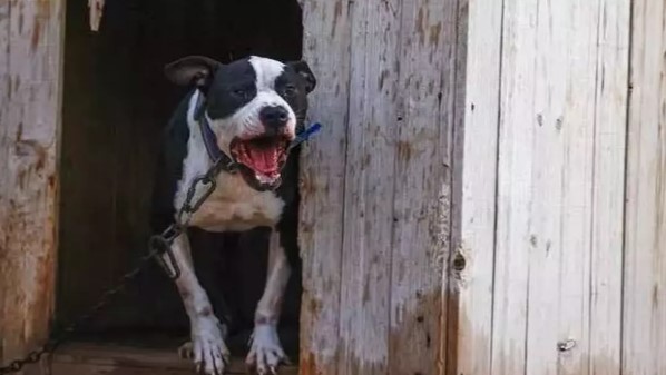 Pitbull saldırısında bacağını kaybetmişti! Hapis cezası verildi