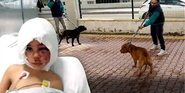 Pitbull saldırısında yaralanan Asiye'ye doku nakli yapıldı! Hastaneden açıklama