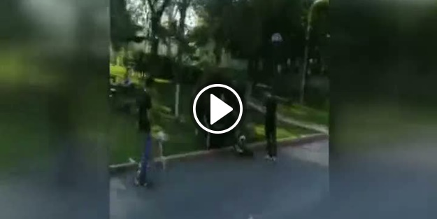 Pitbull sokak köpeğine saldırdı