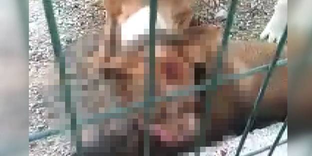 Pitbull vahşeti! Kafesini parçalayıp başka bir köpeği boğarak öldürdü