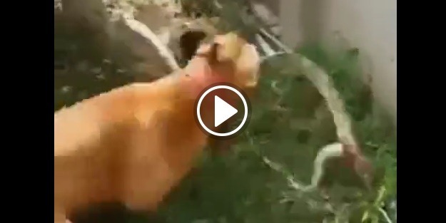 Pitbull ve yılan karşı karşıya geldi! İşte sonuç...