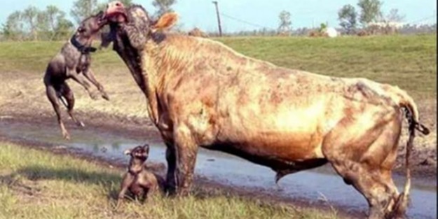 Pitbullar sert kayaya çarptı - FOTO