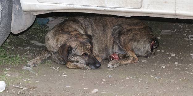 'Pitbull'lar saldırdı' iddiası! Tedavi altına alındı