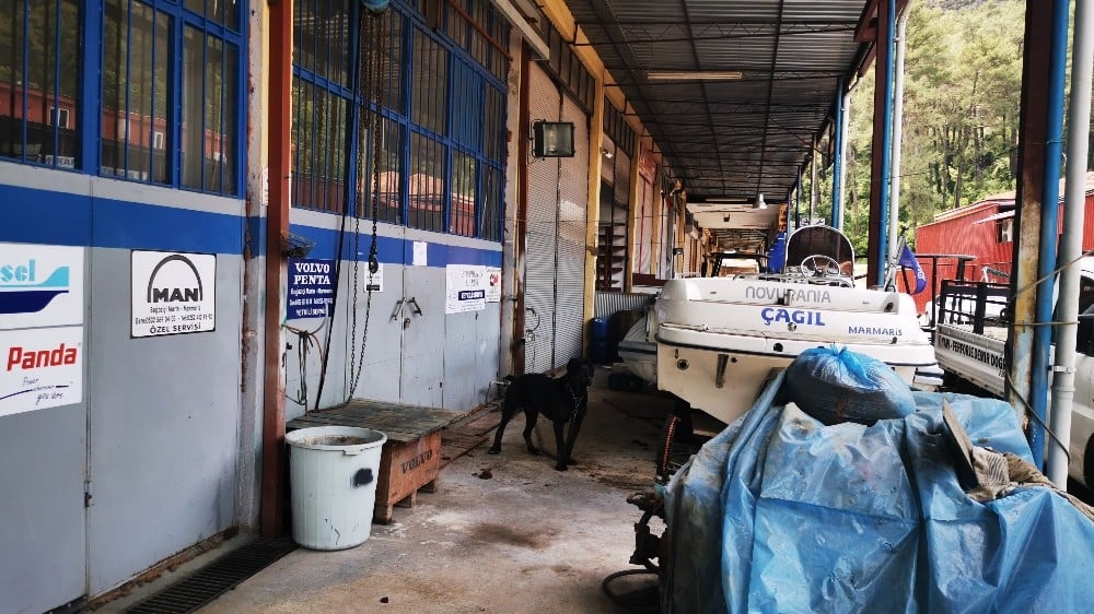 Pitbullun saldırdığı köpek görevinin başında 