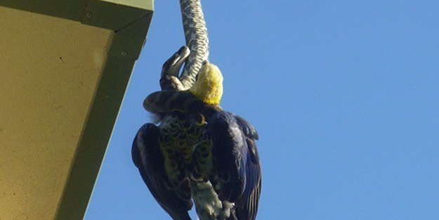 Piton çatıda yakaladı!