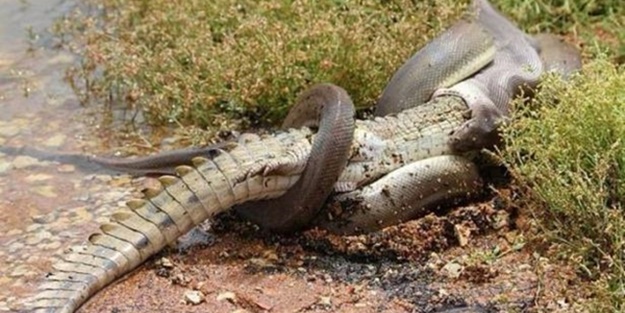 Piton dev timsahı böyle tuttu!