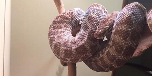 Piton görenleri hayrete düşürdü!