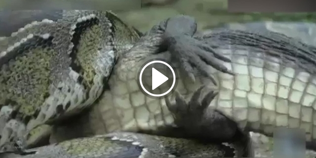 Piton, timsahı birkaç dakika içinde böyle yuttu!