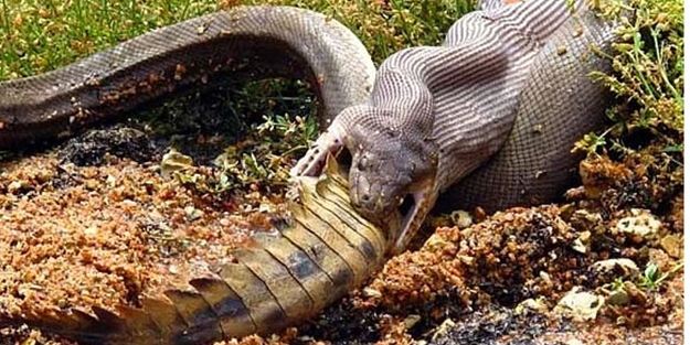 Piton timsahı böyle yuttu!