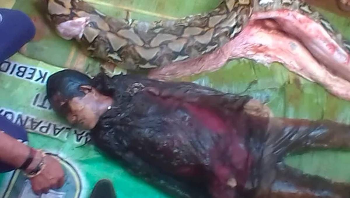 Piton yılanı, bahçesini temizleyen kadını yedi! Görüntüler dehşete düşürdü