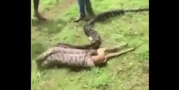 Piton yılanı, geyiği saniyeler içinde yuttu! Görenler şok oldu