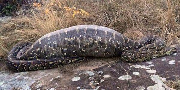 Pitonun içinden çıkanlar hayrete düşürdü!