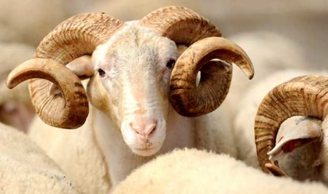 Piyasalara 7.5 milyar lira kurban desteği